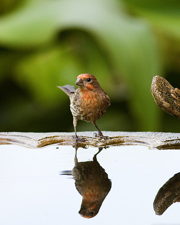 Finch and reflection