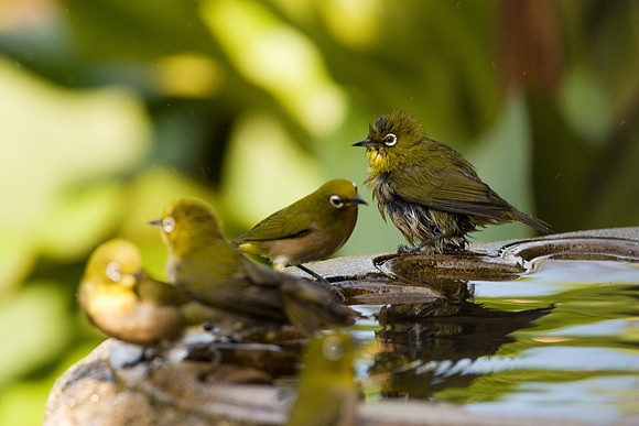 Mejiro group in birdbath
