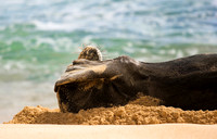Beached Seal Blues
