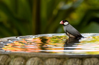 The Birdbath