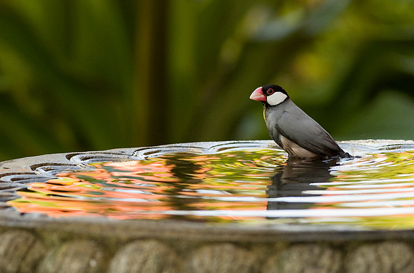 Single Java Sparrow in birdbath