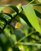 Mejiro in palm