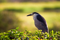 Blue Heron and Hawaiian Stilt