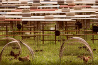Hawaiian Henhouse