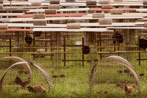Hawaiian Henhouse