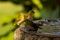 Mejiros in birdbath