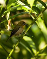 Mejiro in palm
