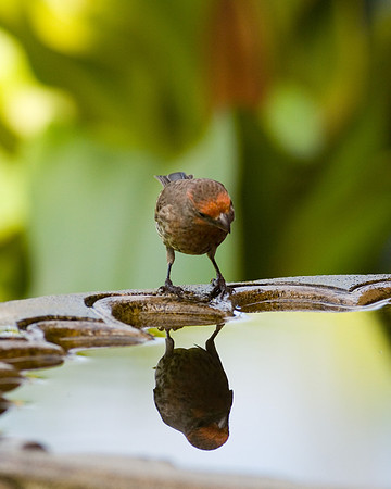 Finch studies reflection