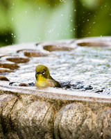 Mejiro in birdbath
