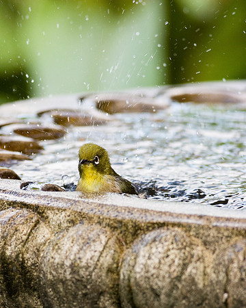 Mejiro in birdbath