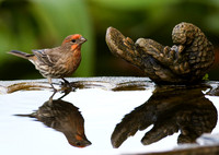 Finch and reflection