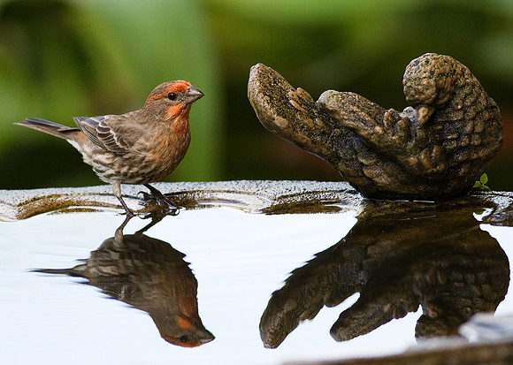 Finch and reflection
