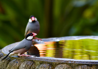 Java Sparrows at birdbath