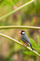 Java Sparrow in papaya tree
