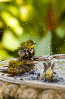 Mejiro group in birdbath